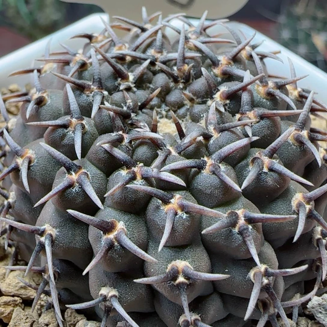 实生短豪刺黑刺凤头多肉