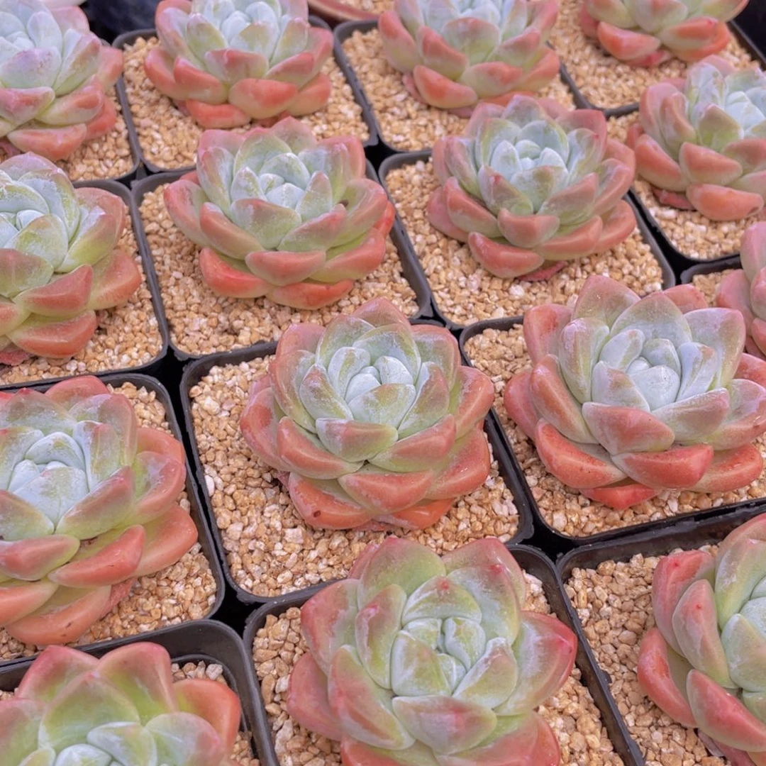 量拍1号 肥胖樱花钻石冰玉单头一个