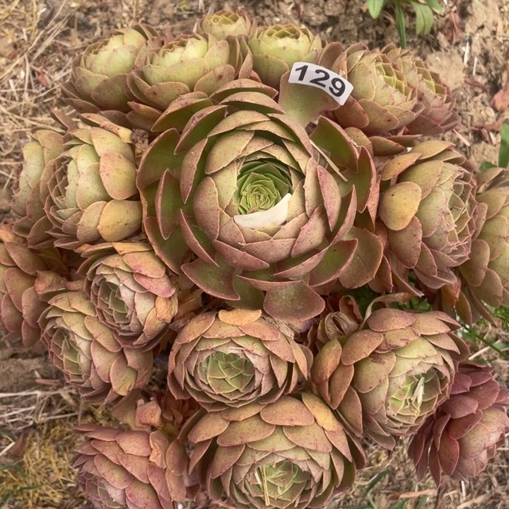 129多肉植物万圣节