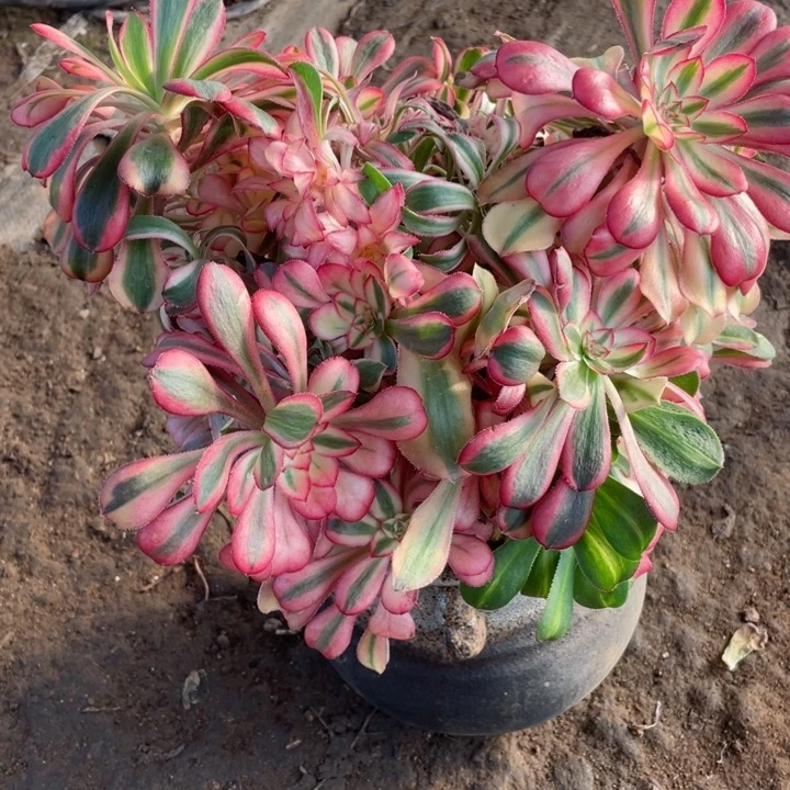 884初恋有砍无根多肉11345578