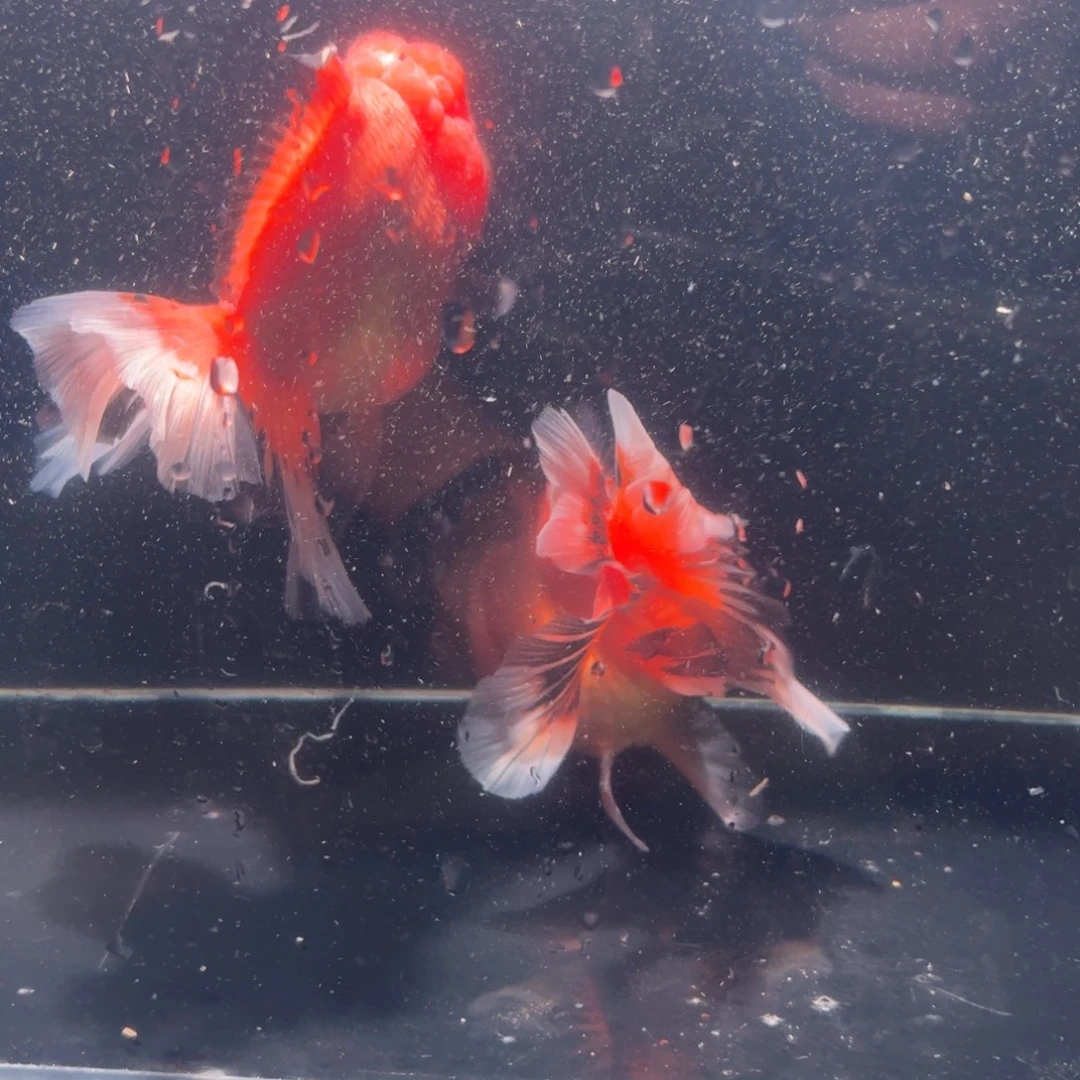 金鱼两条百褶泰狮包邮