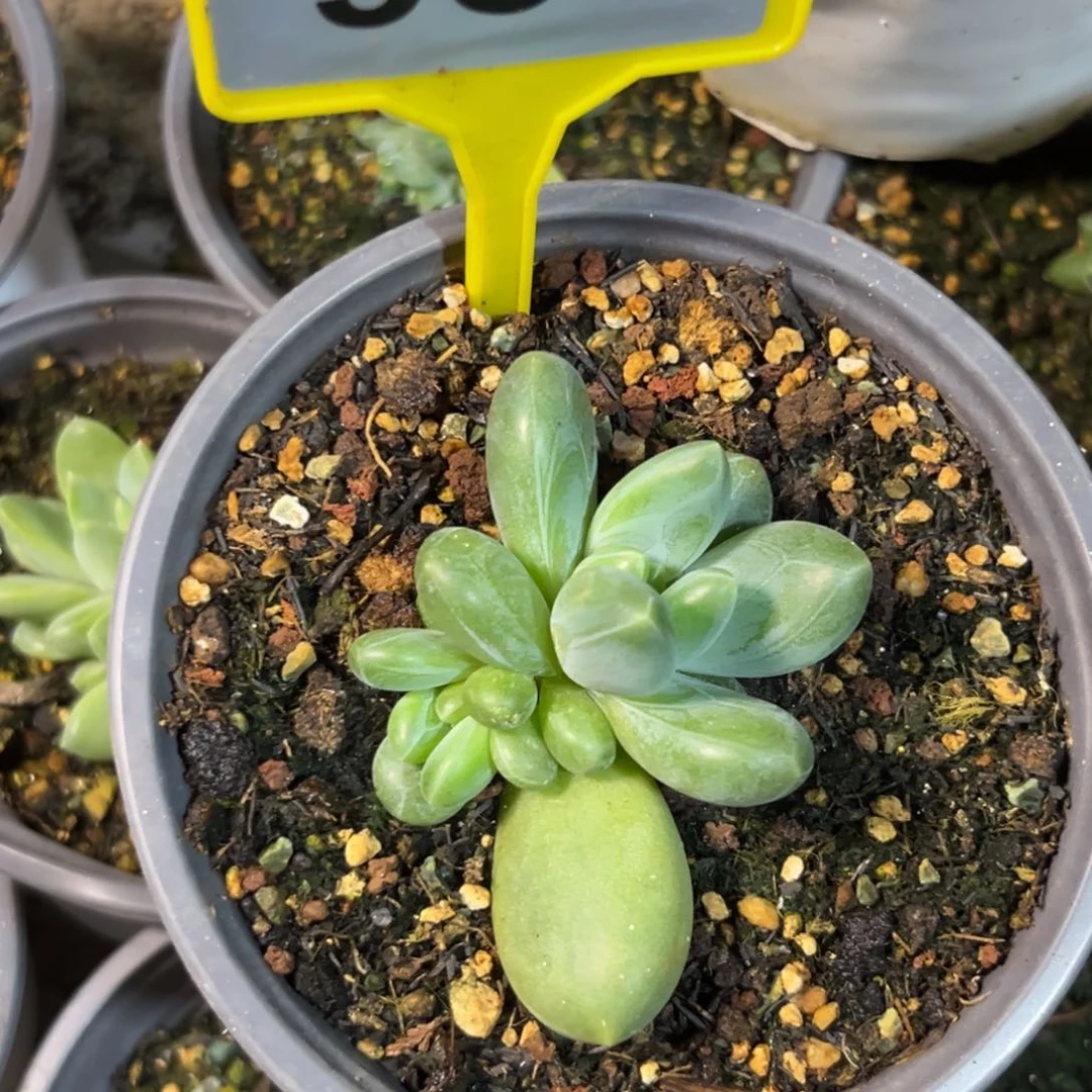 卡布基诺多肉植物984