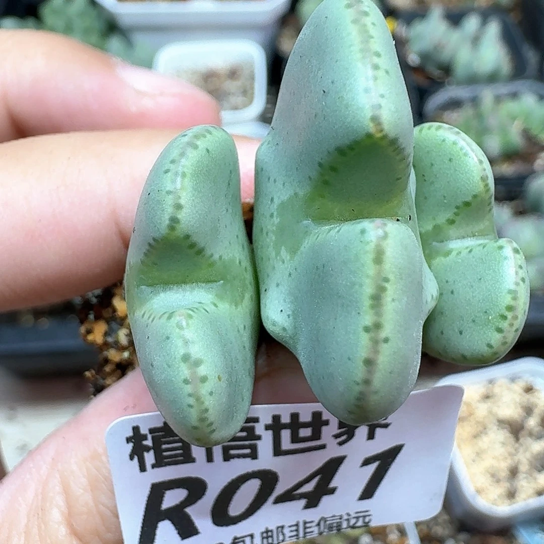 多肉植物的润泽法fg