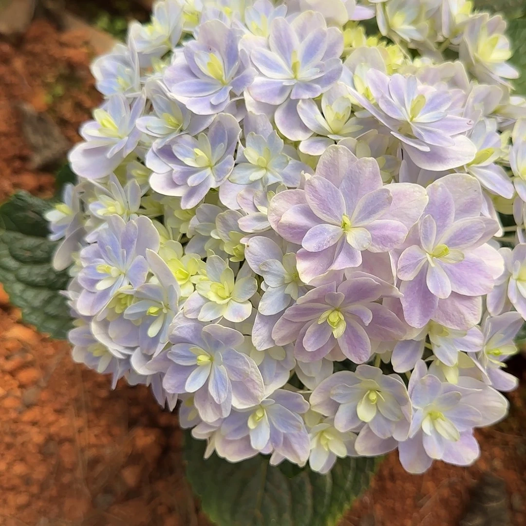 星***尘绣球切花一物一拍3枝起包邮，34