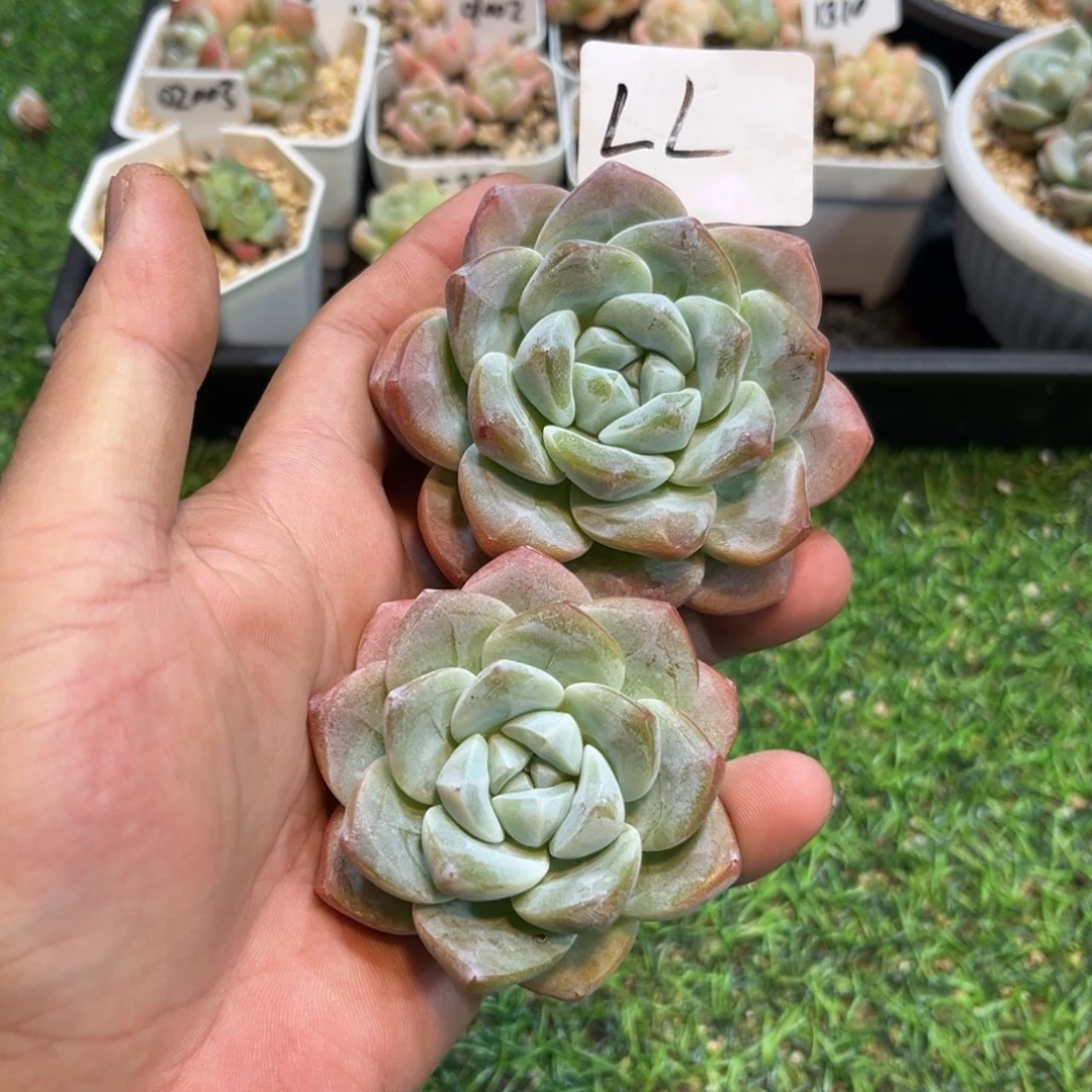 LL专拍冰玉老庄单头两颗
