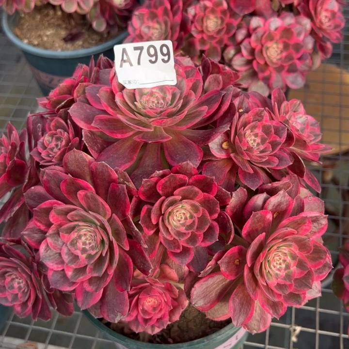 799云荷23厘米左右