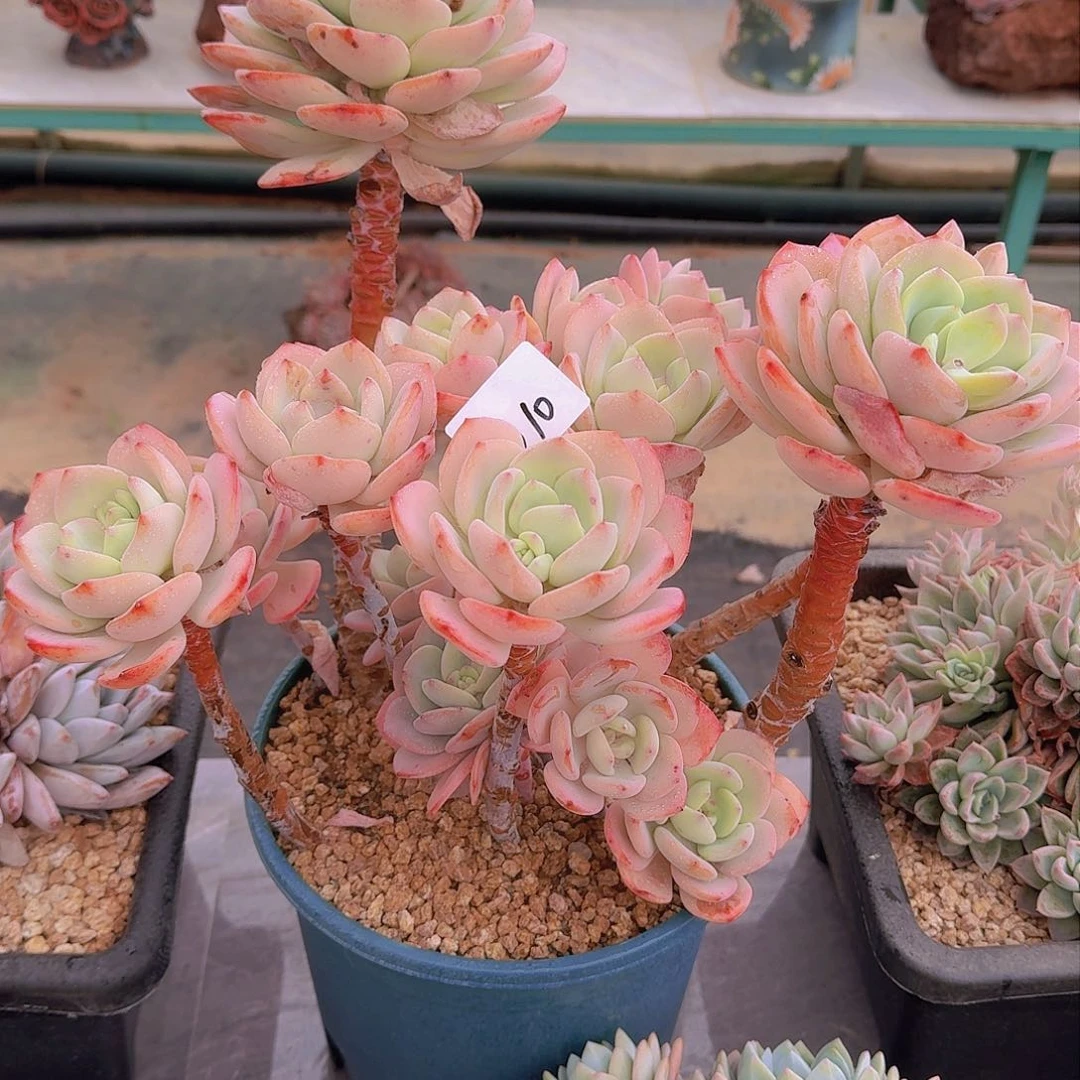 2010白月光多肉植物