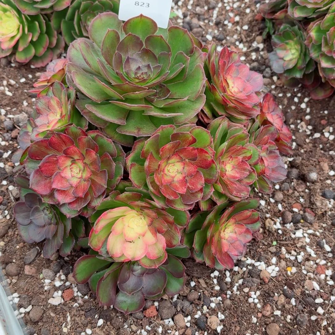 31法师锦多肉823海王七彩发货