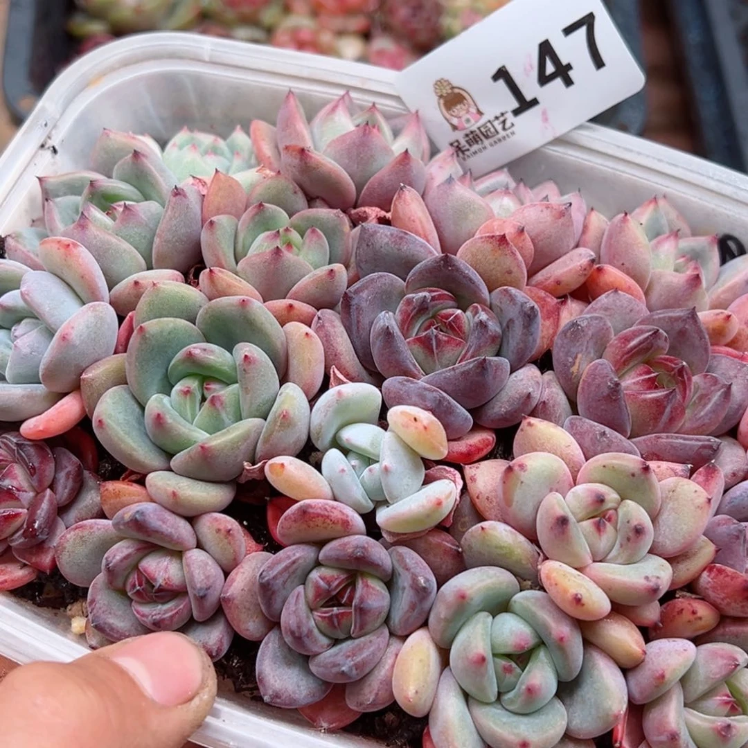 多肉植物多肉植物