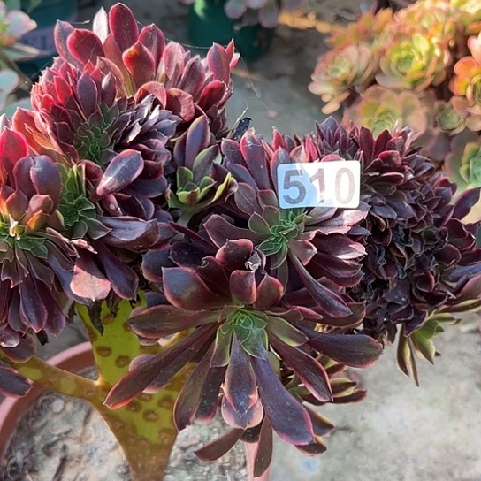 唯***3多肉植物一个欧嘉莉