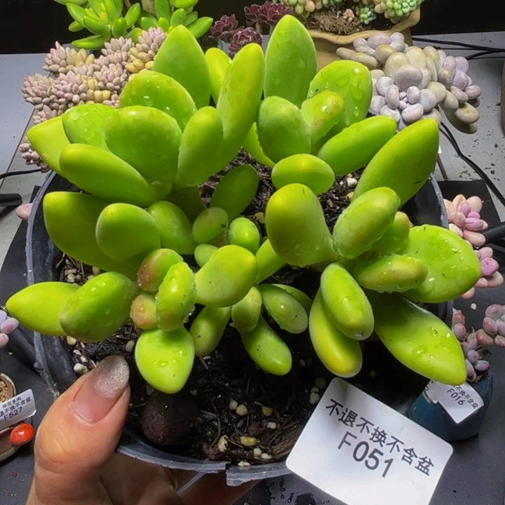 芒果奶酪051/13cm多肉