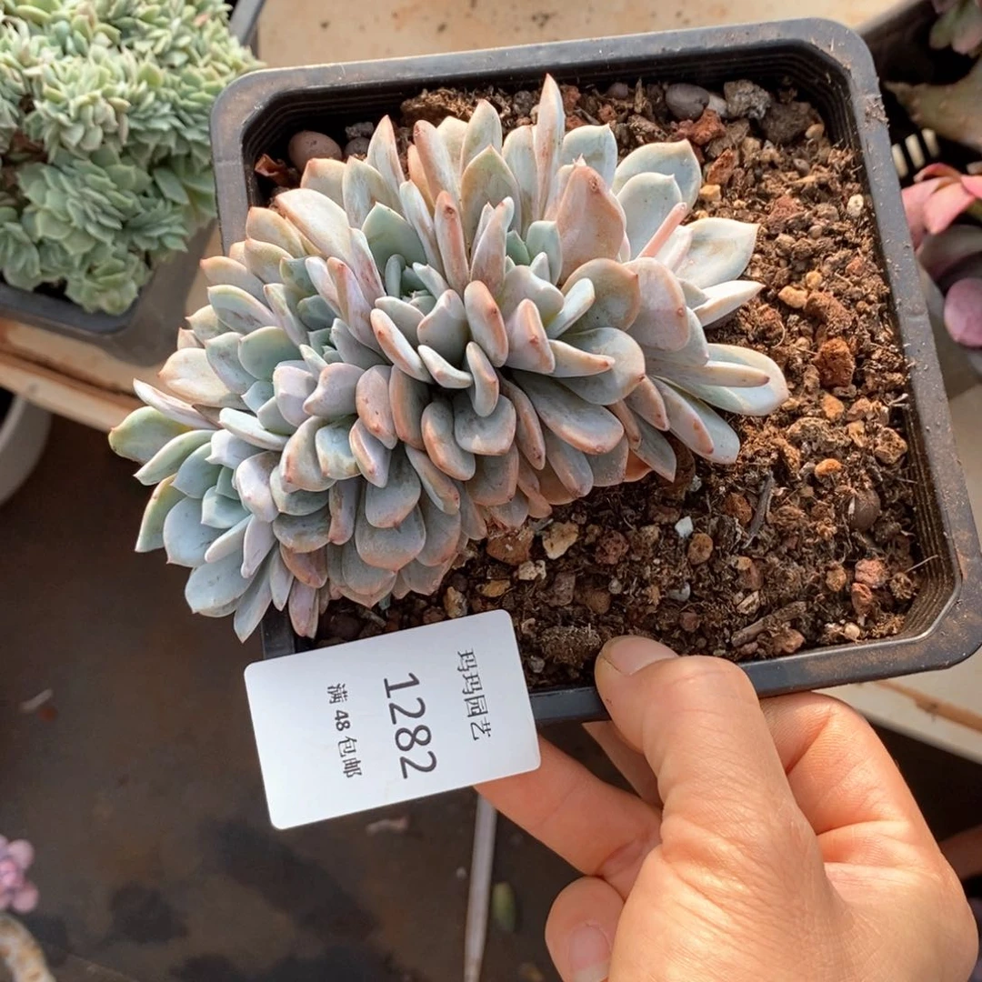 宝*猪海棠花朵朵缀化多肉多肉282