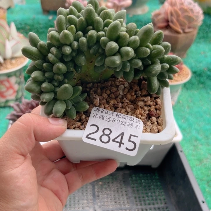 大2845，bchvbvbbbh