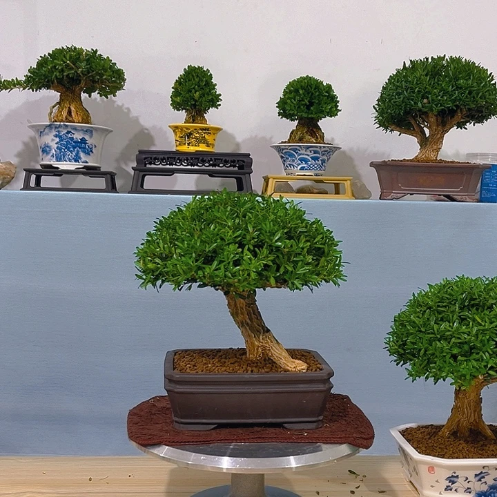 蛋***卷无花朵浙江黄杨一树一拍