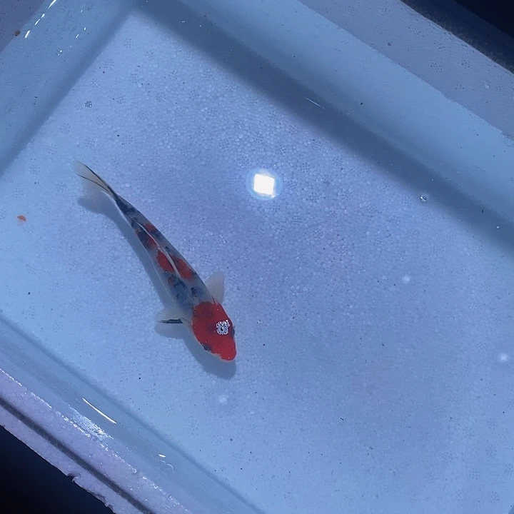 锦鲤锦鲤活鱼开箱包活