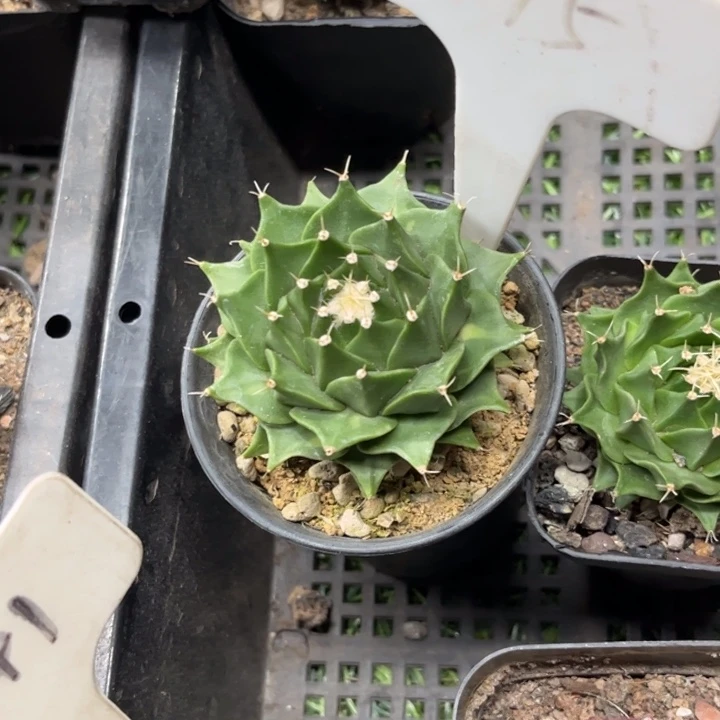 无花朵我****?975实生帝冠好养