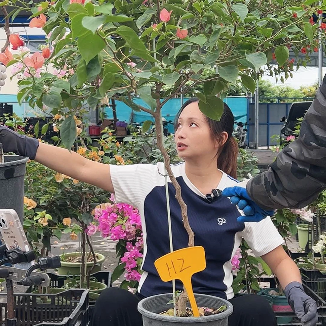時****大部分花苞少量开放H2不甜