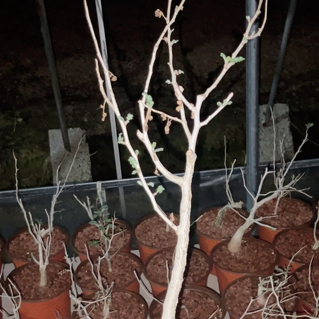 多肉植物彩叶漆树实生