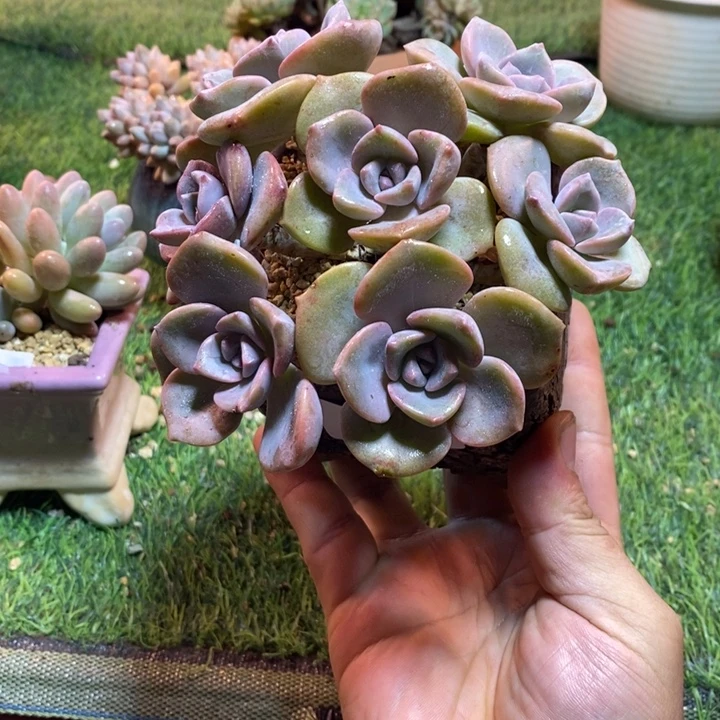 0732啊啊啊啊啊啊啊啊啊