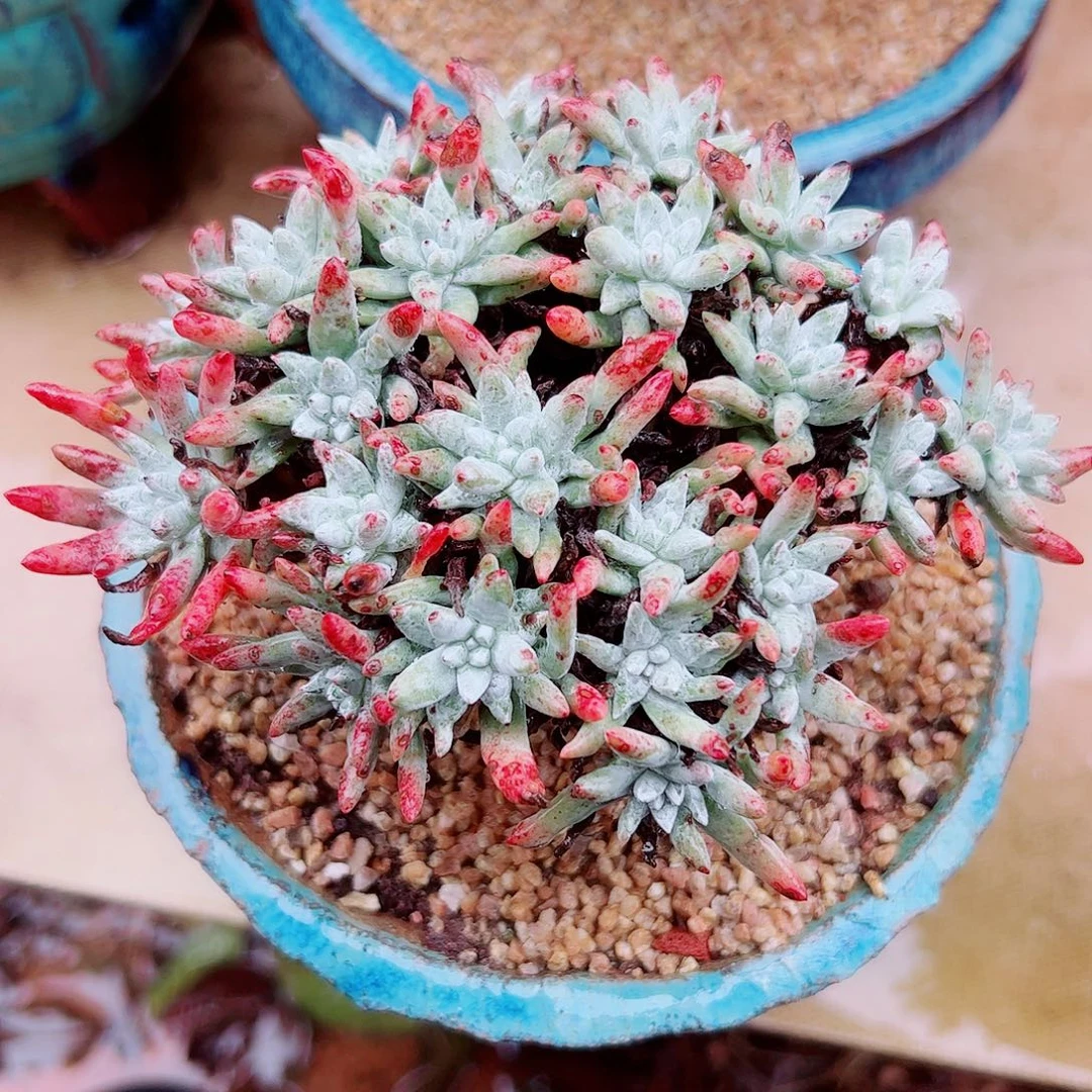 2086格诺吗白菊杂交仙女杯