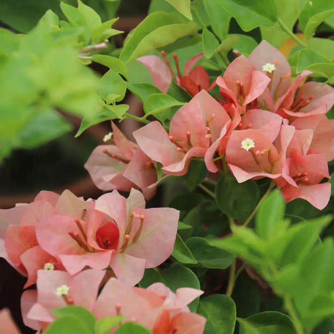 【日落】三角梅盆栽爬藤植物四季开花基地绿植原土原土带花发