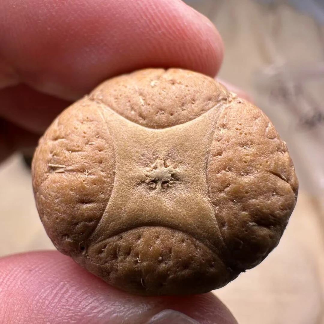 尼泊尔麒麟眼菩提，尺寸25，sss系列，货号S5