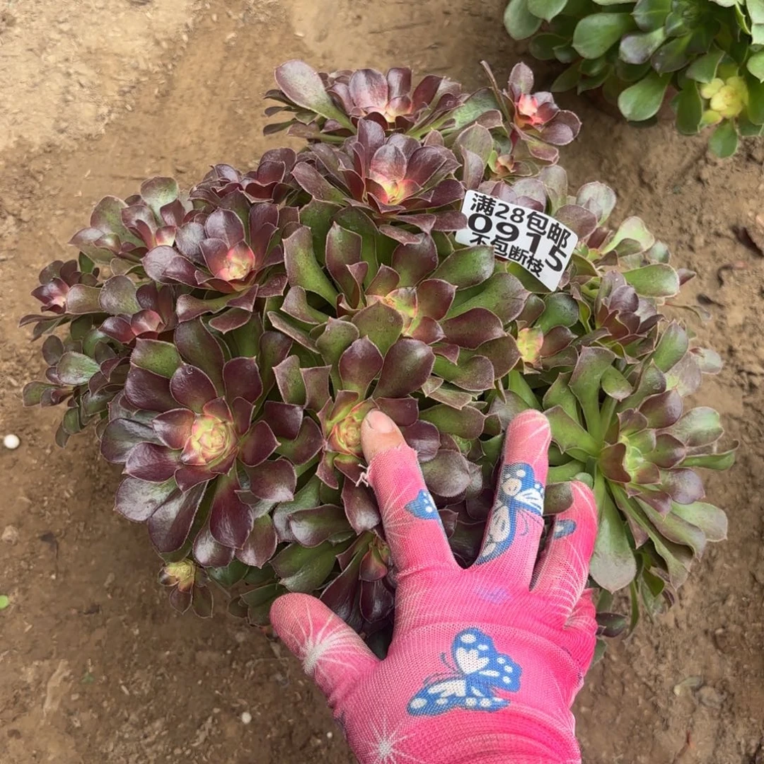 K. 915流星雨多肉1？cede