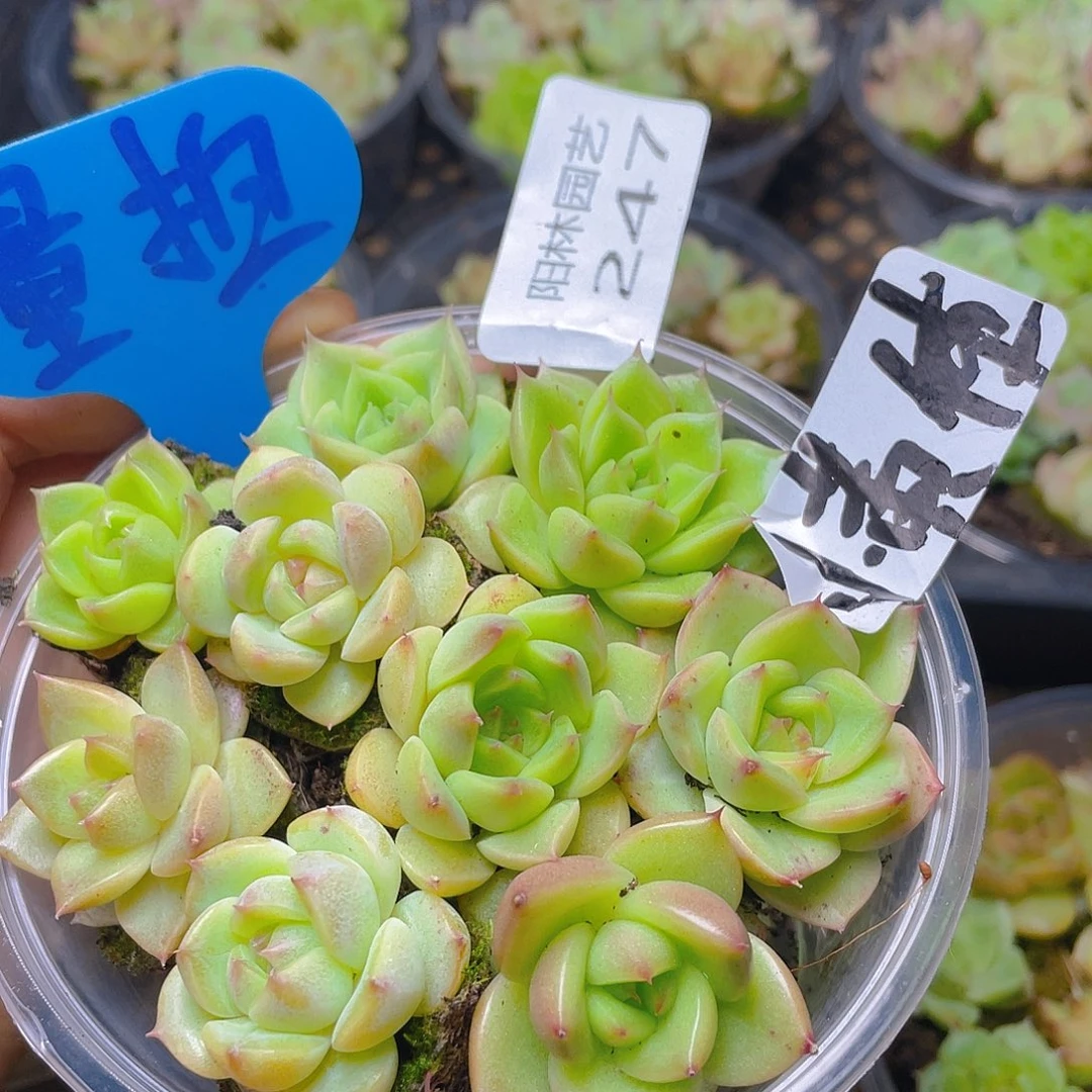 量拍多肉植物多肉植物247