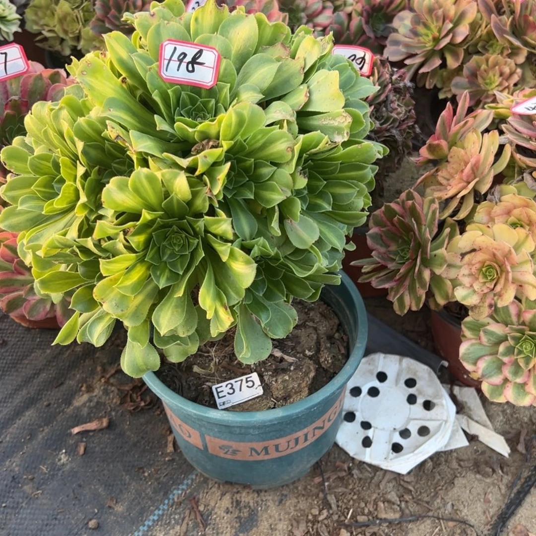 198翡翠琉璃多肉植物法师