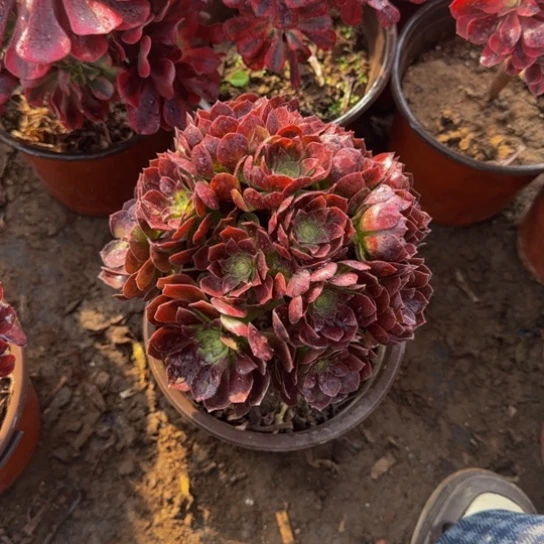 黑美人绣球9.9多肉植物