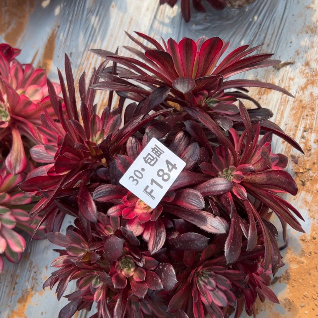 184黑天鹅多肉法师