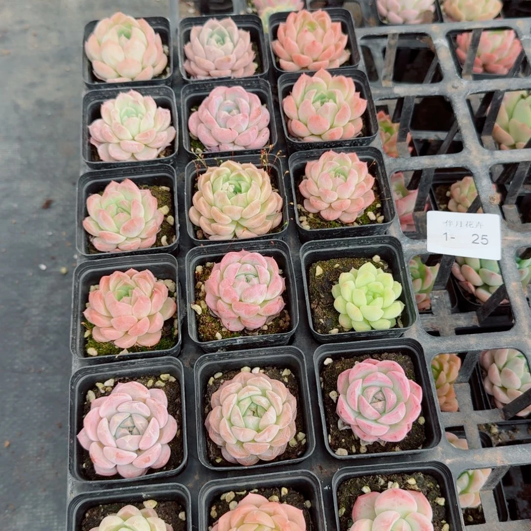 多肉杂交一物一拍1-25