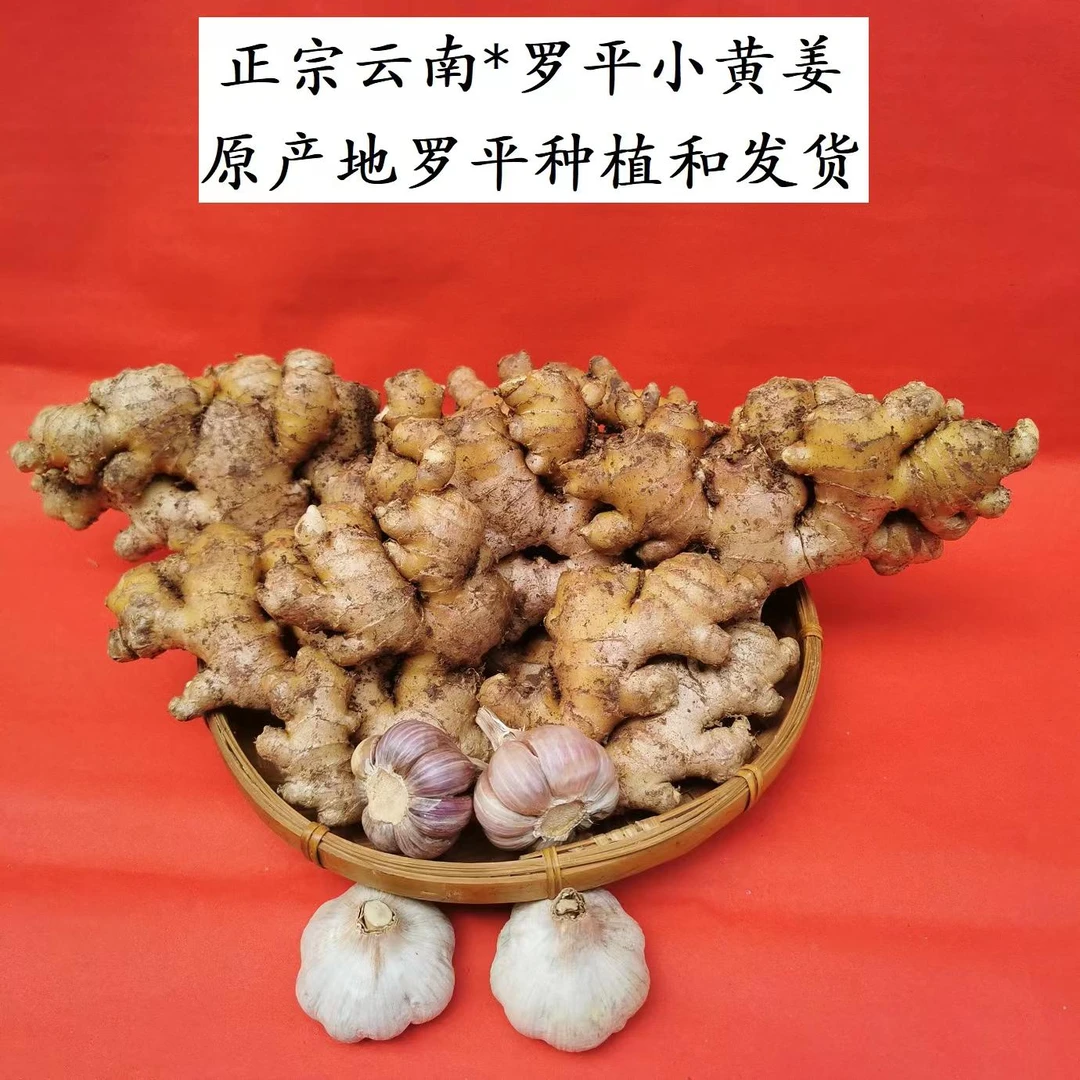 云南山地小黄姜正宗罗平小黄姜辛辣味香老姜月子姜农家土姜9斤