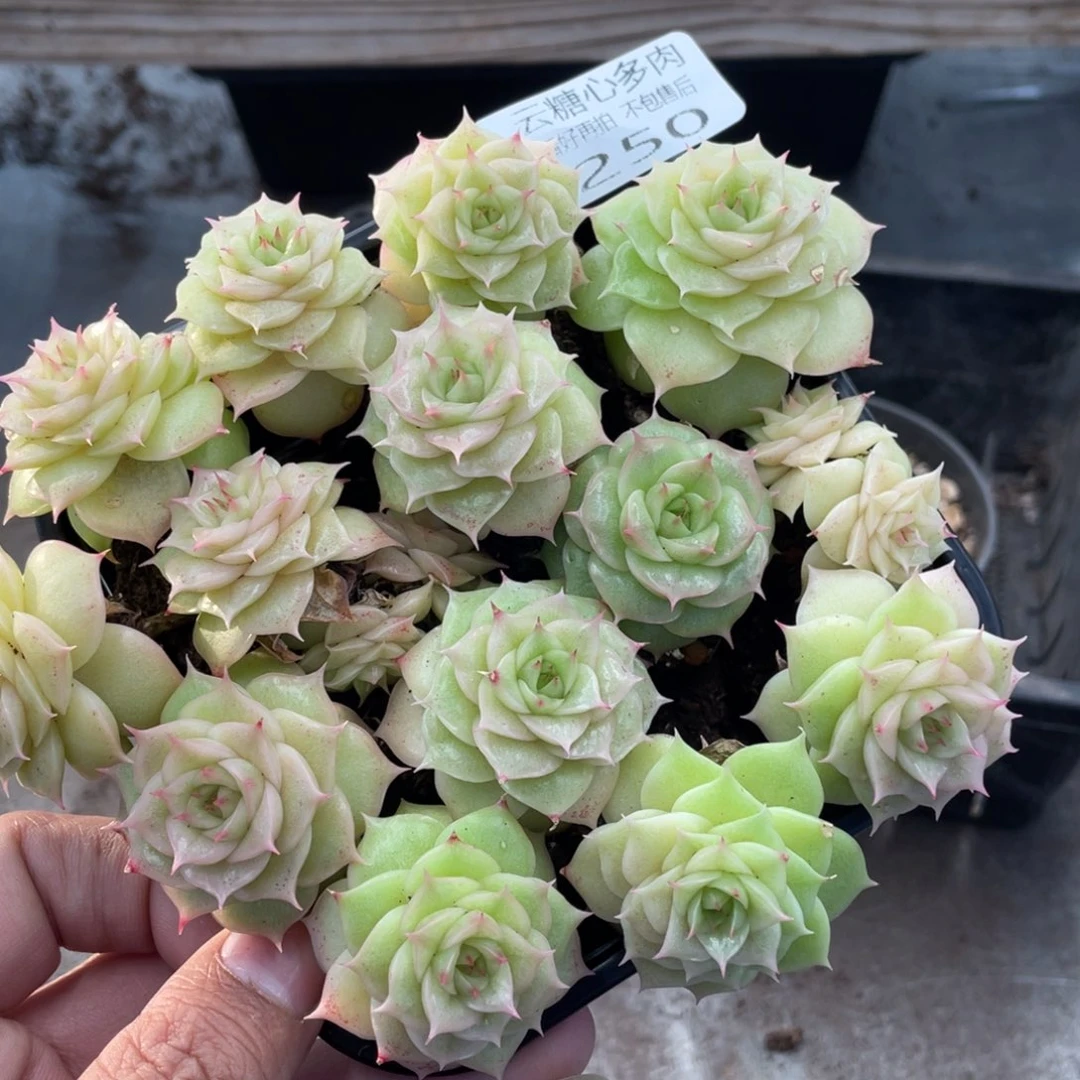 云糖心多肉植物250