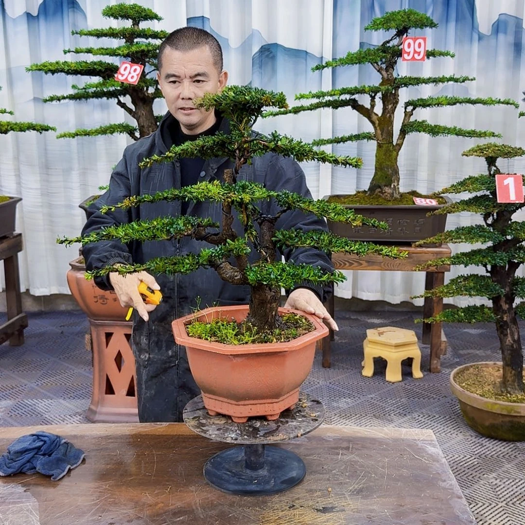 无花朵罗汉松888888888