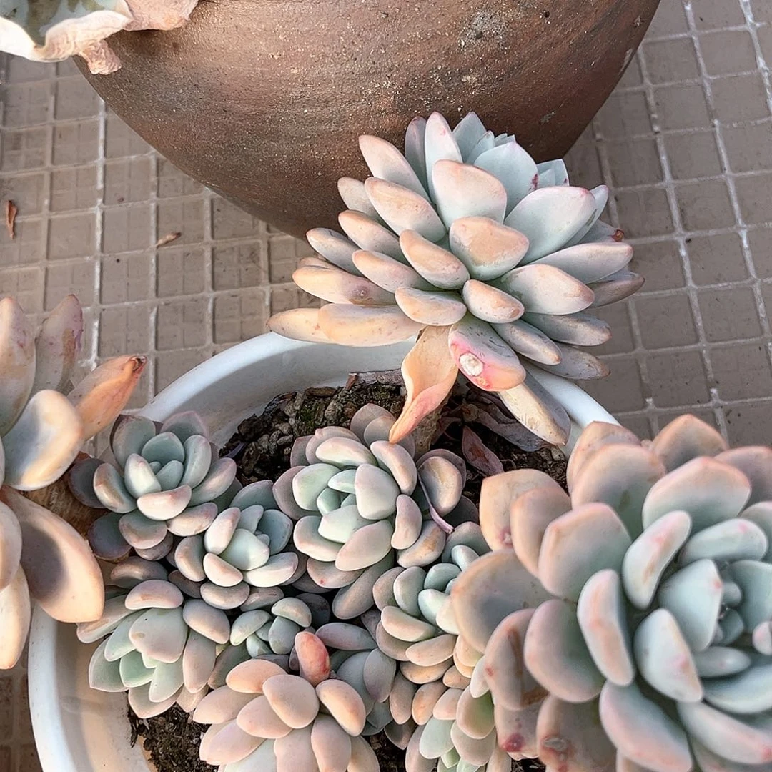 小杰白鉴群11019