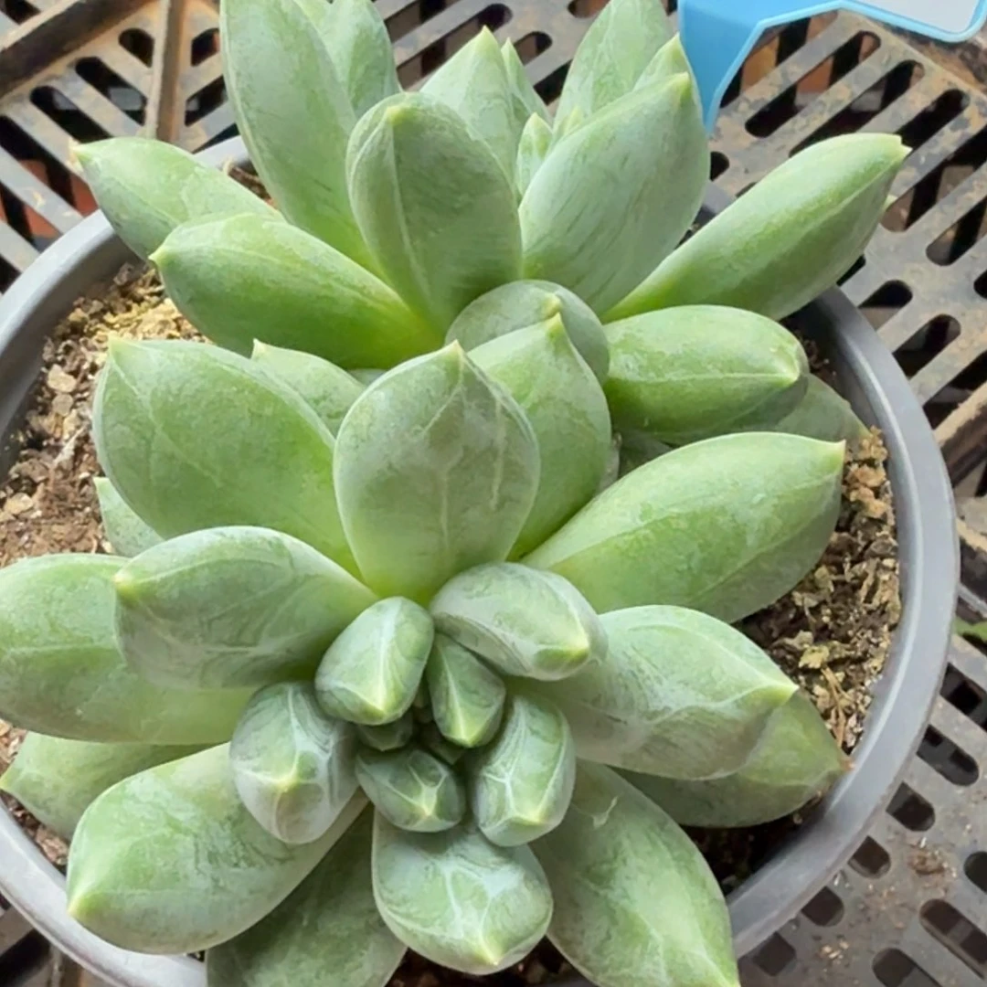 重楼多肉植物530.