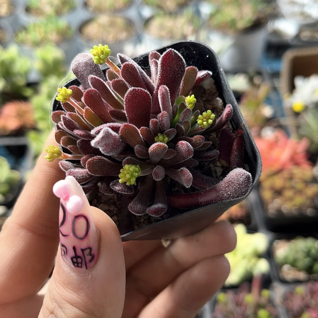 梦椿群生有根发货