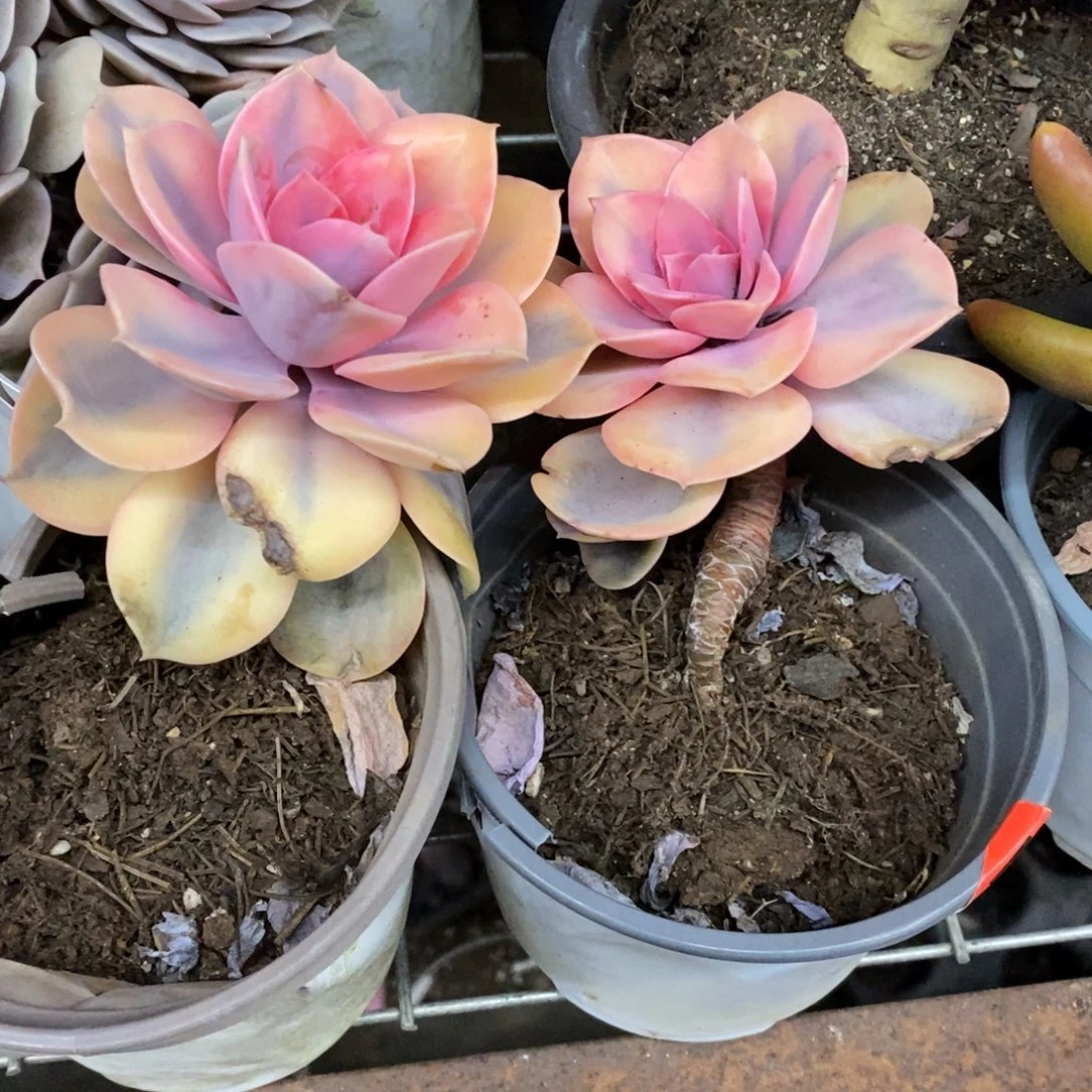 彩虹单头老桩两盆