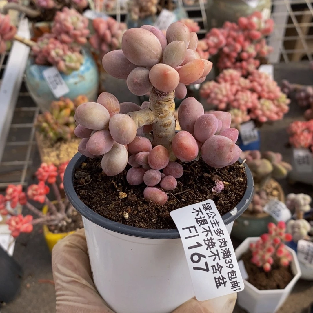 汤圆167/6c m多肉