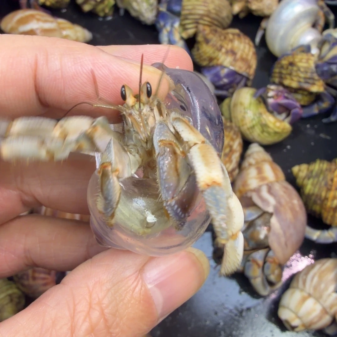 cccv浙江加热包有了的