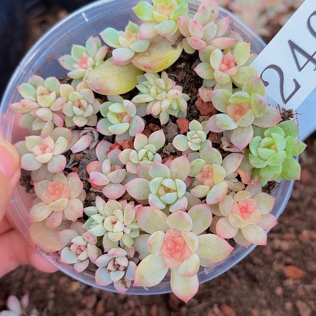 多肉植物多肉植物246