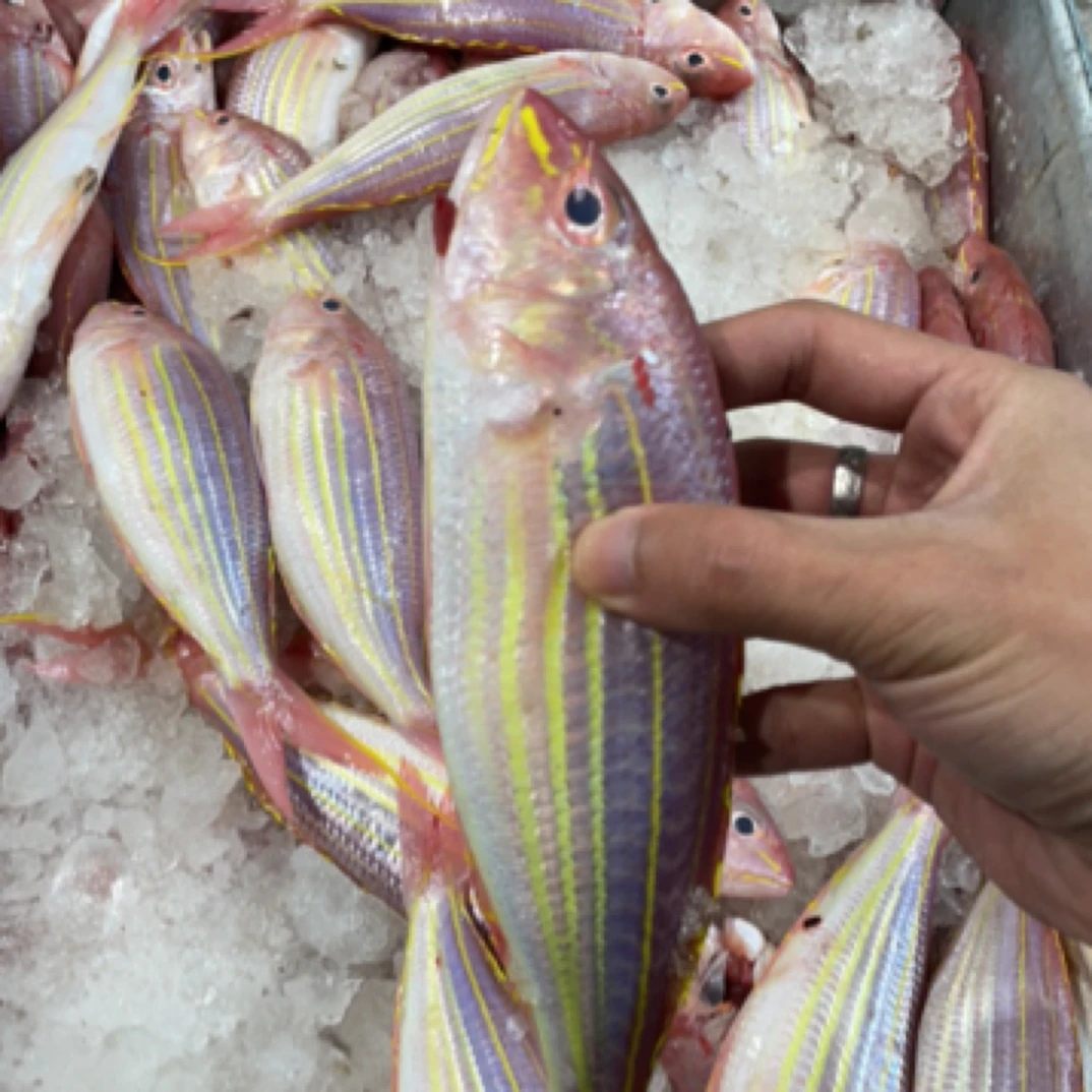 惠来神泉本港红杉鱼4-5条5包顺丰包邮