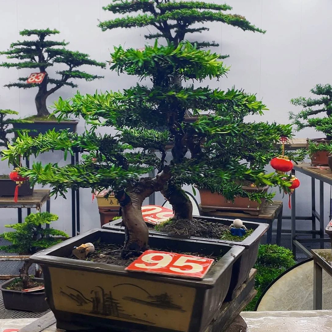 无花朵罗汉松米叶
