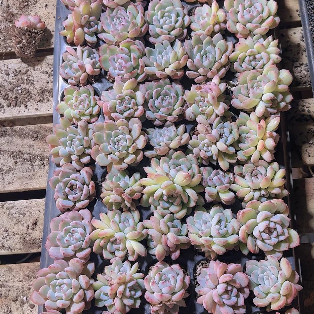 直播一物一拍多肉191