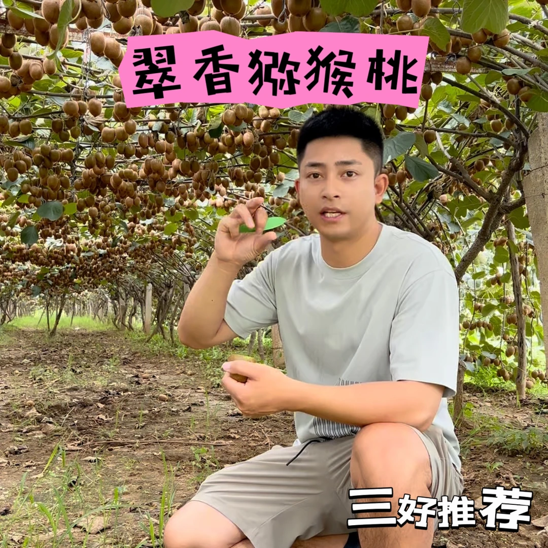 三好推荐-陕西翠香猕猴桃纯甜多汁-收到如果硬的密封在箱子里催熟