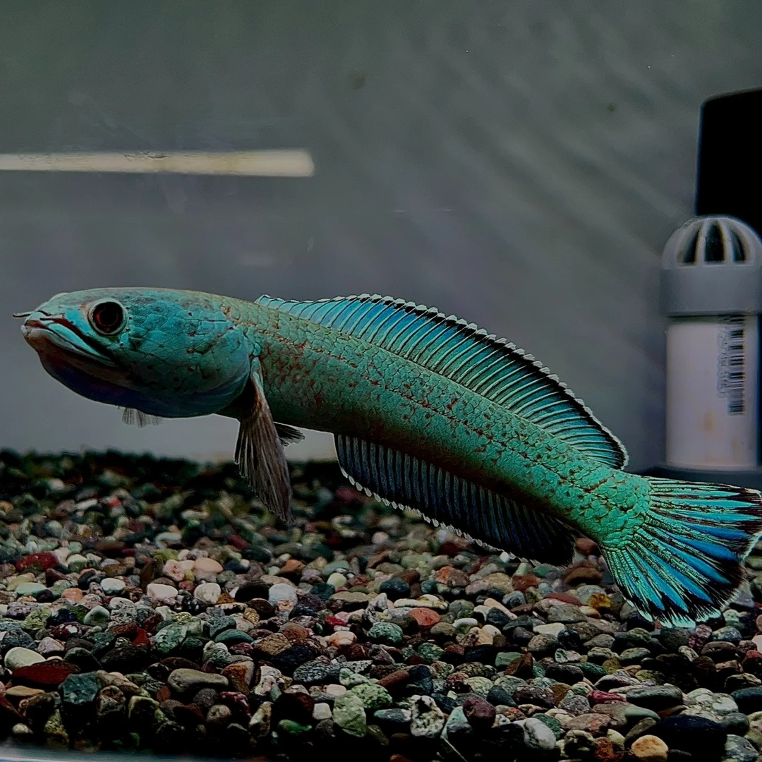 精选超萌好物雷龙小苗子 火背 眼镜蛇 魔神 酒红 幻彩