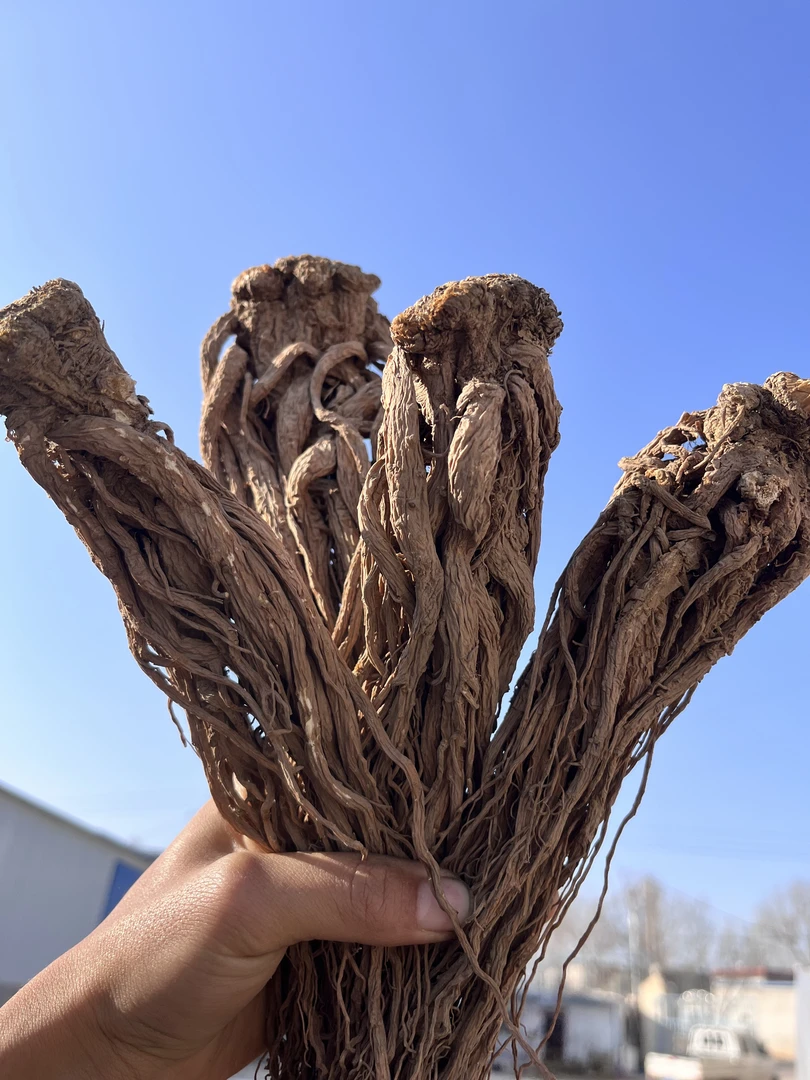 当归整根自然晒干可煲汤炖肉泡酒滋补养生