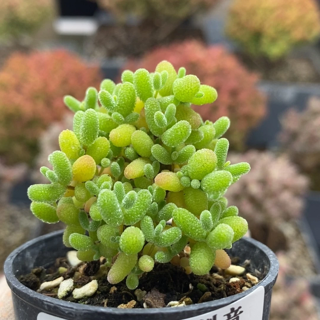 蜜橘糖球5833枝干番杏