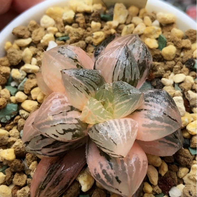 【闪购商品】玉潭锦23